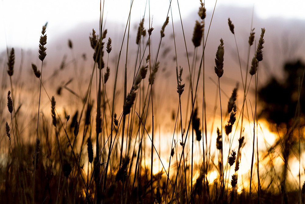 Dry Grass Autumn