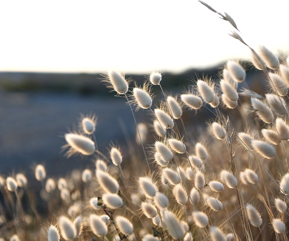 Pampas Grass