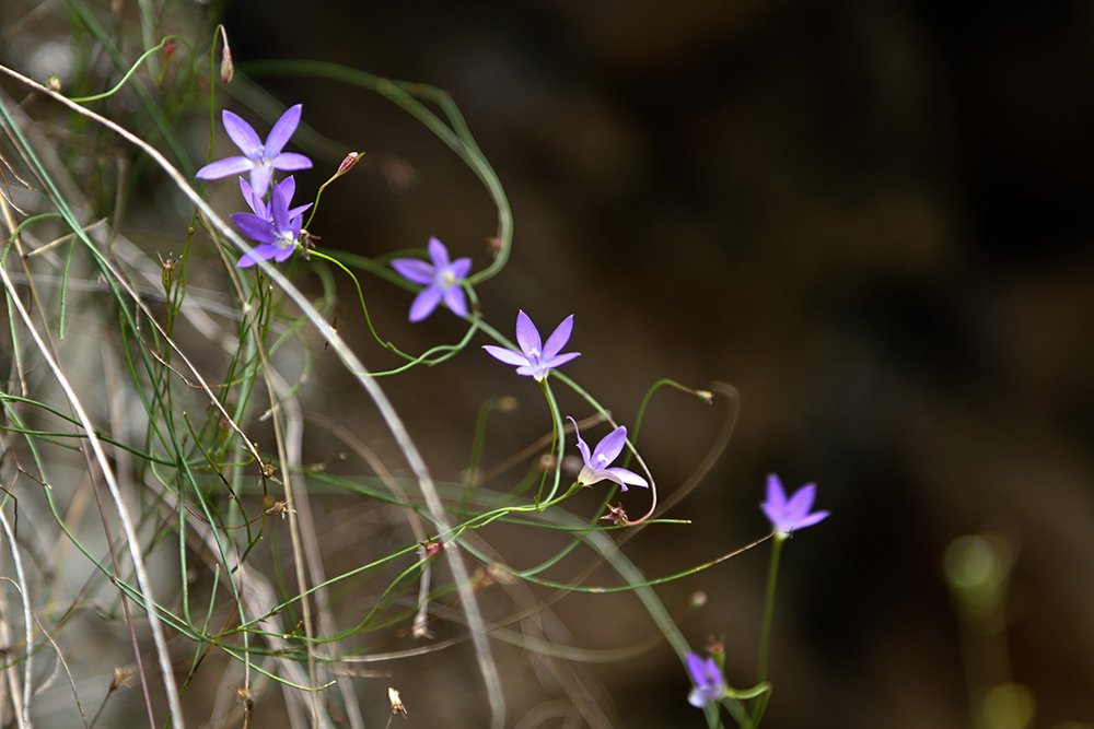 Purple Wildflowers