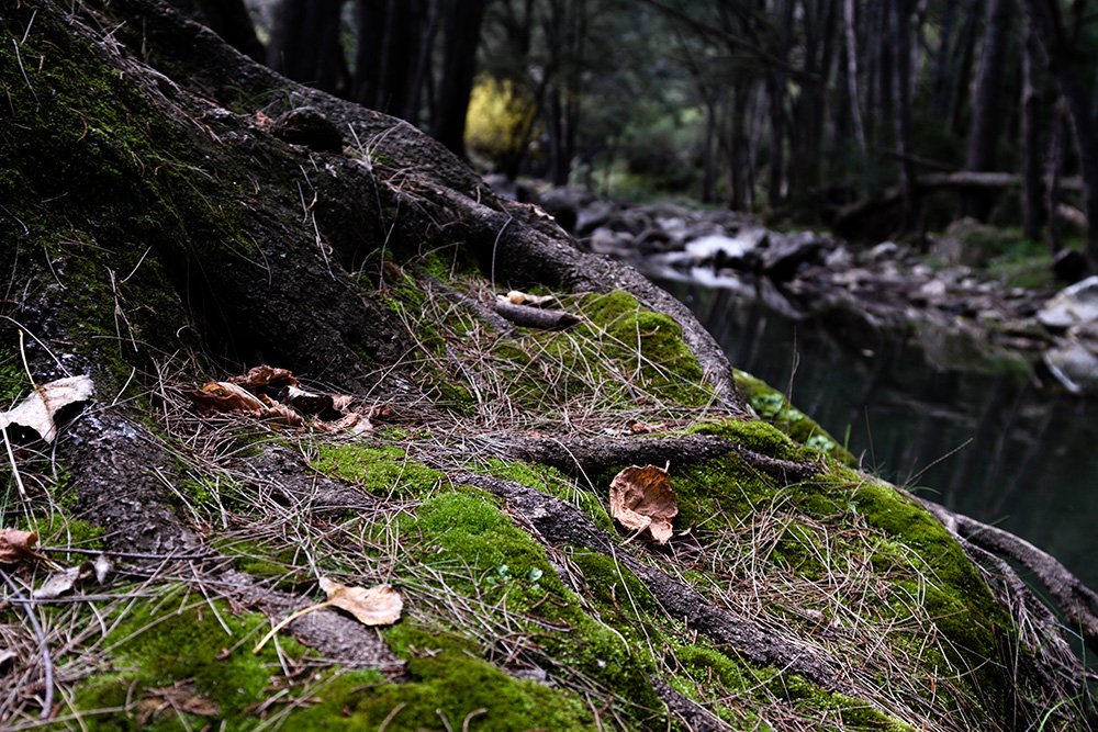 Forest Floor